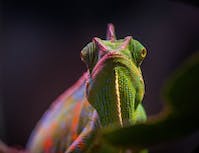 chameleon6