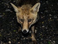 fox6